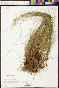 Carex radiata image