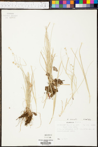 Carex socialis image