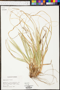 Carex picta image