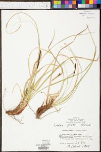 Carex picta image