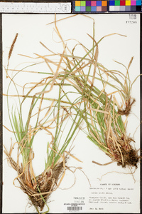 Carex picta image