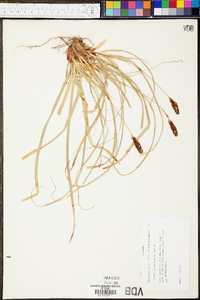 Carex picta image