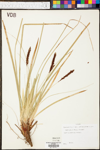 Carex picta image