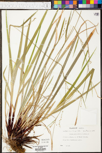 Carex purpurifera image