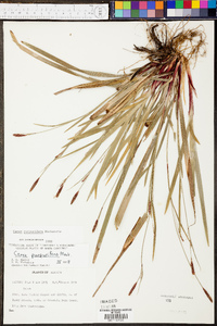 Carex purpurifera image