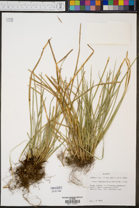 Carex superata image