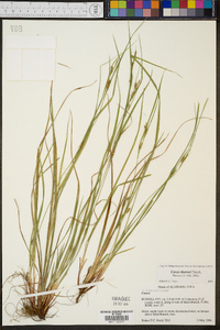 Carex thornei image