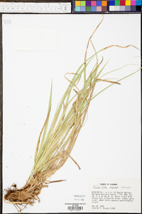 Carex picta image