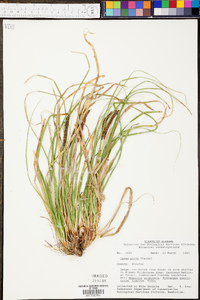 Carex picta image