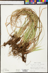 Carex picta image