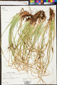 Carex picta image