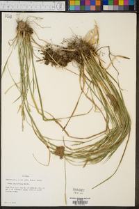 Carex styloflexa image