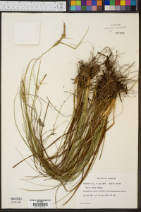 Carex tenax image