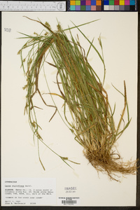 Carex styloflexa image