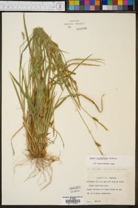 Carex styloflexa image