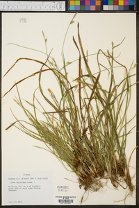 Carex styloflexa image