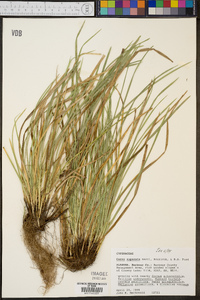 Carex superata image