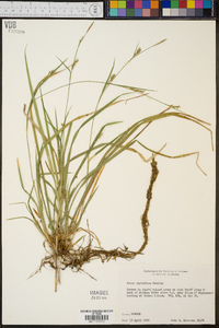 Carex styloflexa image