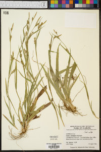 Carex striatula image