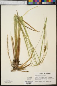 Carex walteriana image