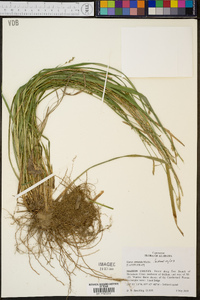 Carex striatula image