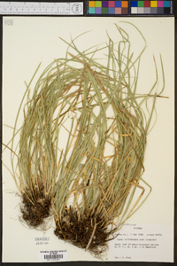 Carex willdenowii image