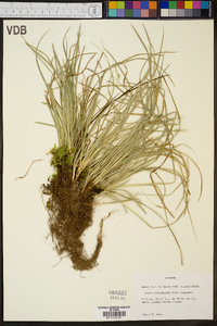 Carex willdenowii image