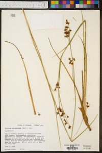 Cladium mariscoides image