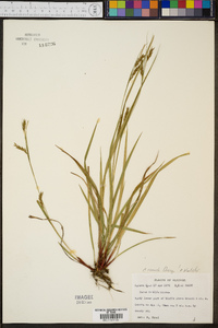 Carex venusta image