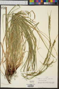 Carex venusta image