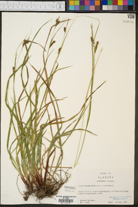 Carex venusta var. minor image