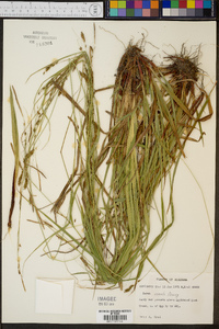 Carex venusta image