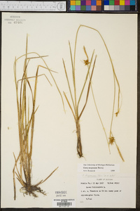 Carex turgescens image