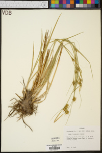 Carex turgescens image