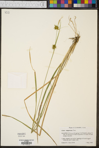 Carex turgescens image