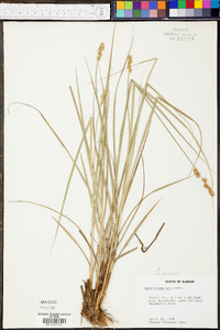 Carex triangularis image