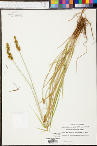 Carex triangularis image