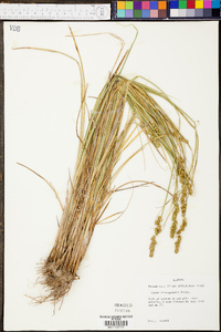 Carex triangularis image