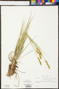 Carex triangularis image