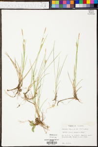 Carex tetanica image