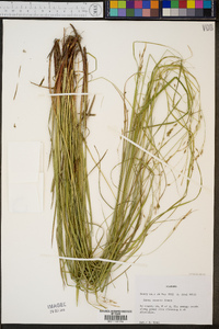 Carex venusta image