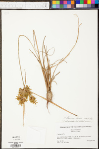 Cyperus flavicomus image