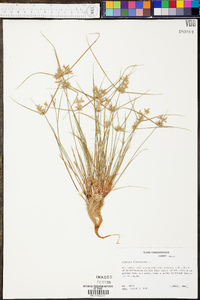 Cyperus flavescens image