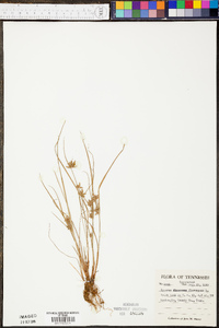 Cyperus flavescens image