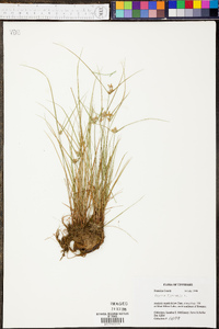 Cyperus flavescens image