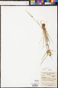 Cyperus flavescens image