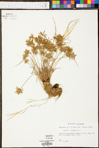 Cyperus flavescens image