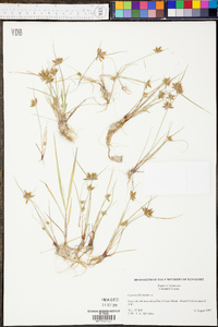 Cyperus flavescens image