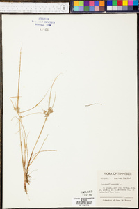 Cyperus flavescens image