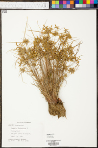 Cyperus flavescens image